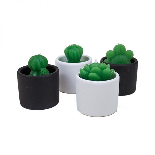 Cactus Velita en maceta